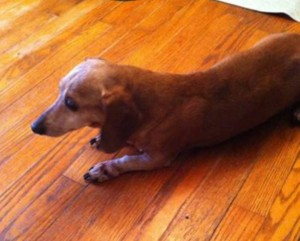 Pretty Blind Dachshund Halo