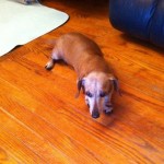 Pretty Blind Dachshund Halo
