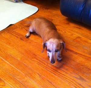 Pretty Blind Dachshund Halo