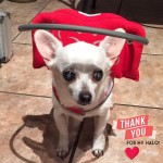 Rosie Blind Chihuahua Halo