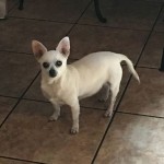 Rosie Blind Chihuahua Halo