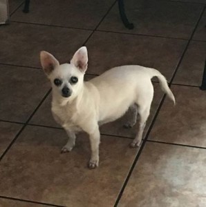 Rosie Blind Chihuahua Halo