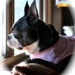 Ruby Blind Boston Terrier Halo