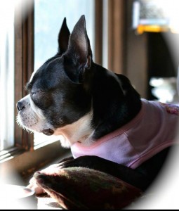 Ruby Blind Boston Terrier Halo