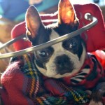 Ruby Blind Boston Terrier Halo