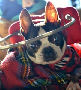 Ruby Blind Boston Terrier Halo