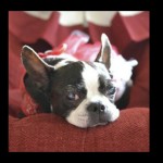 Ruby Blind Boston Terrier Halo