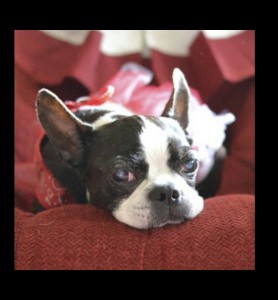 Ruby Blind Boston Terrier Halo