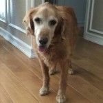 Rusty Blind Golden Retriever Halo