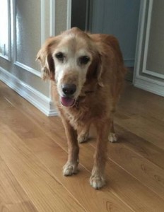 Rusty Blind Golden Retriever Halo