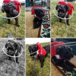 Sanibel Blind miniature-standard Schnauzer Halo
