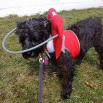 Sanibel Blind miniature-standard Schnauzer Halo