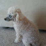 Sara Blind Poodle Halo
