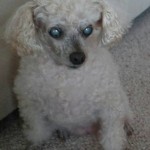 Sara Blind Poodle Halo