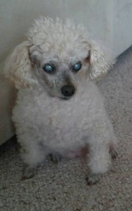 Sara Blind Poodle Halo