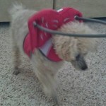 Sara Blind Poodle Halo