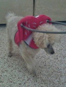 Sara Blind Poodle Halo
