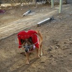 Sassy Blind Queensland Heeler Halo
