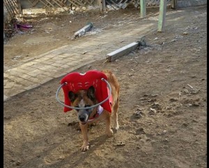 Sassy Blind Queensland Heeler Halo