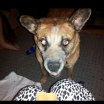 Sassy Blind Queensland Heeler Halo
