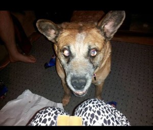 Sassy Blind Queensland Heeler Halo