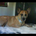 Sassy Queensland Heeler Halo