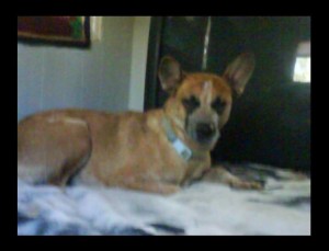Sassy Queensland Heeler Halo