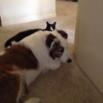 Shadow Blind Collie Mix Halo
