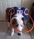 Shadow Blind Collie Mix Halo