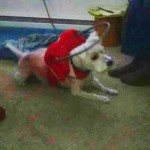 Shilo Blind Westie Terrier Halo