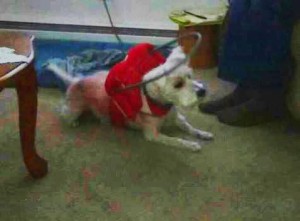 Shilo Blind Westie Terrier Halo