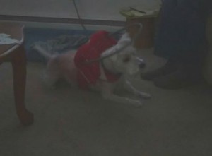 Shilo Blind Westie Terrier Halo