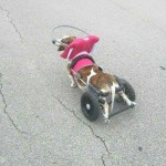 Sophie Blind Dachshund