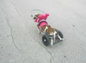Sophie Blind Dachshund