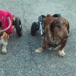 Sophie Blind Dachshund