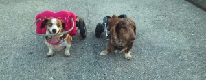 Sophie Blind Dachshund