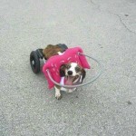 Sophie Blind Dachshund