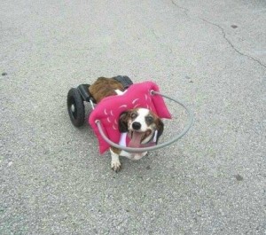 Sophie Blind Dachshund