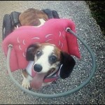 Sophie Blind Dachshund