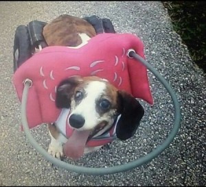 Sophie Blind Dachshund