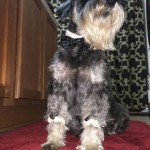 Spyro Blind Schnauzer Halo