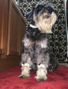 Spyro Blind Schnauzer Halo