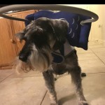 Spyro Blind Schnauzer Halo