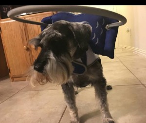 Spyro Blind Schnauzer Halo