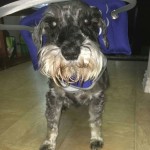 Spyro Blind Schnauzer Halo