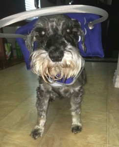 Spyro Blind Schnauzer Halo