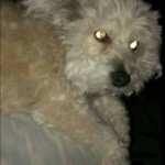 Tessa Blind Poodle Halo