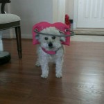 Tessa Blind Poodle Halo