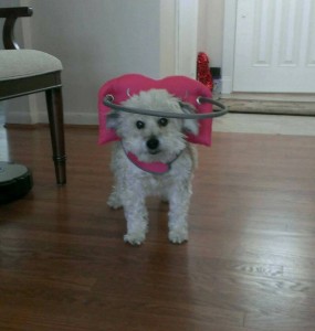 Tessa Blind Poodle Halo