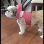 Tessa Blind Poodle Halo